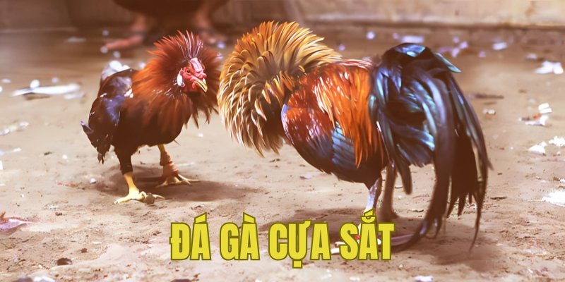 Banner www.maylanhdidong.vn