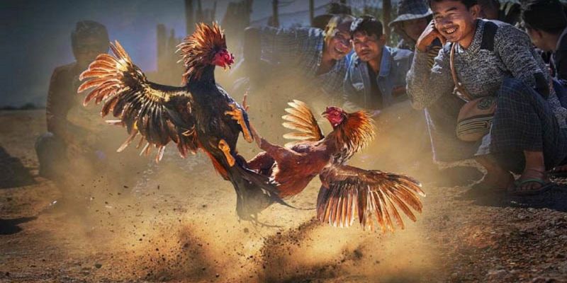 Banner www.maylanhdidong.vn